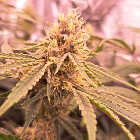 Pupil King #2 growlog timeline photo