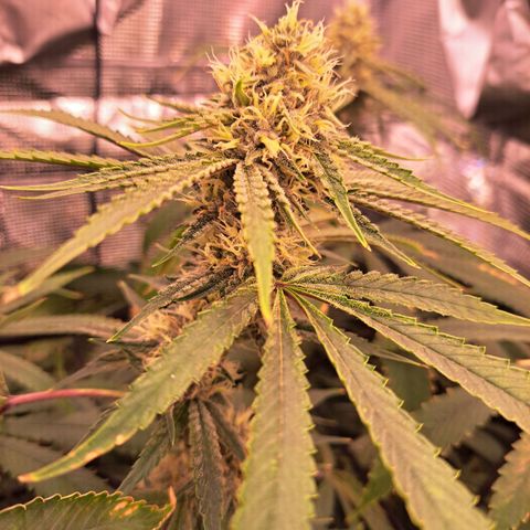 Pupil King #2 growlog timeline photo