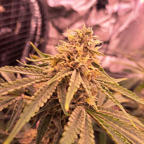 Pupil King #2 growlog timeline photo