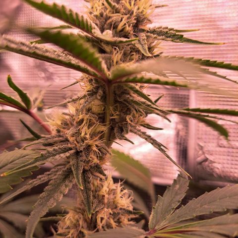 Pupil King #2 growlog timeline photo