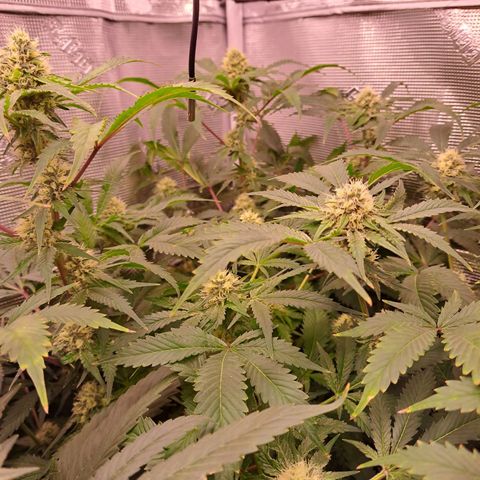 Star Pupil x Vanilla Sunbreath  growlog timeline photo