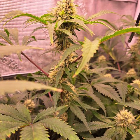 Star Pupil x Vanilla Sunbreath  growlog timeline photo