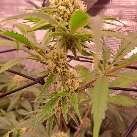 Star Pupil x Vanilla Sunbreath  growlog timeline photo