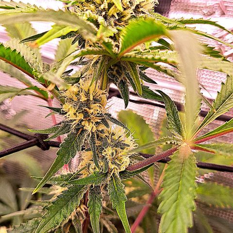 Star Pupil x Vanilla Sunbreath  growlog timeline photo