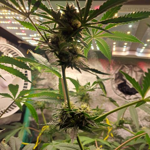 Pink Banana Trufflez growlog timeline photo
