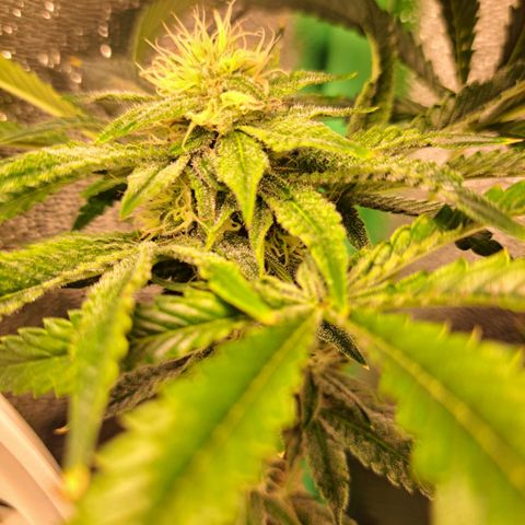 Pink Banana Trufflez growlog timeline photo