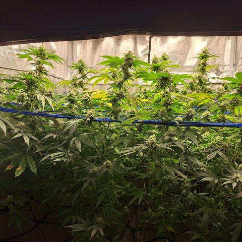 GG#4 (Josey Wales cut) growlog timeline photo