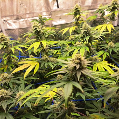 GG#4 (Josey Wales cut) growlog timeline photo