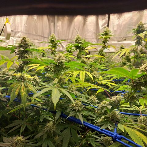 GG#4 (Josey Wales cut) growlog timeline photo