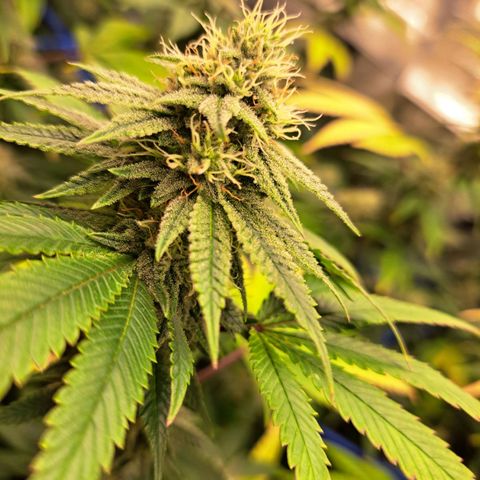 GG#4 (Josey Wales cut) growlog timeline photo