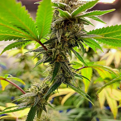 GG#4 (Josey Wales cut) growlog timeline photo