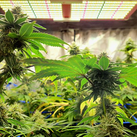 GG#4 (Josey Wales cut) growlog timeline photo