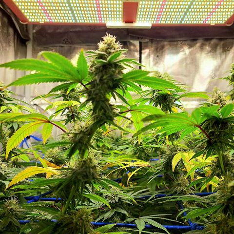 GG#4 (Josey Wales cut) growlog timeline photo