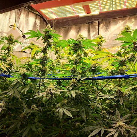 GG#4 (Josey Wales cut) growlog timeline photo