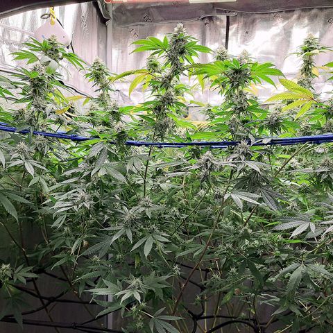GG#4 (Josey Wales cut) growlog timeline photo