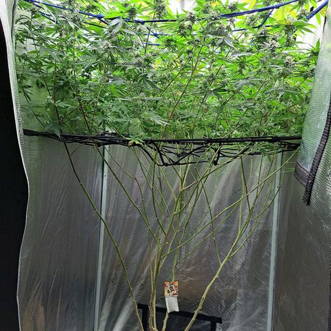 GG#4 (Josey Wales cut) growlog timeline photo