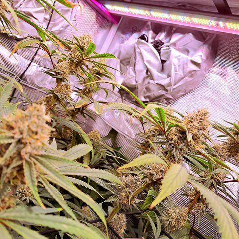 Pupil King #2 growlog timeline photo