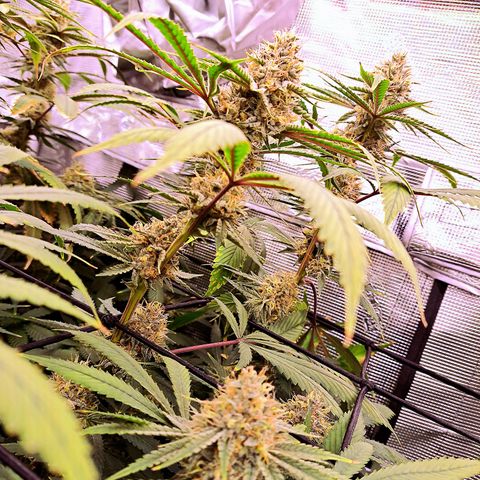 Pupil King #2 growlog timeline photo