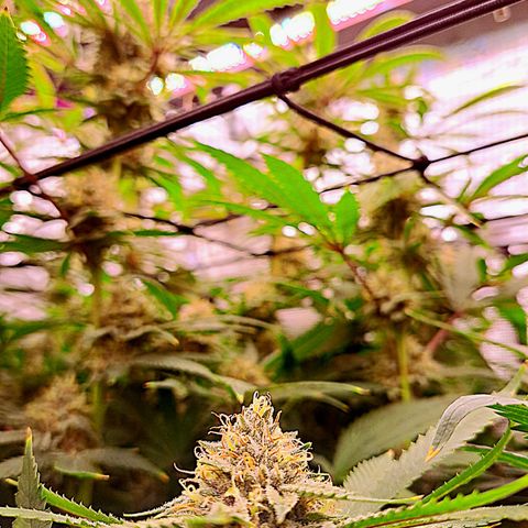 Pupil King #2 growlog timeline photo
