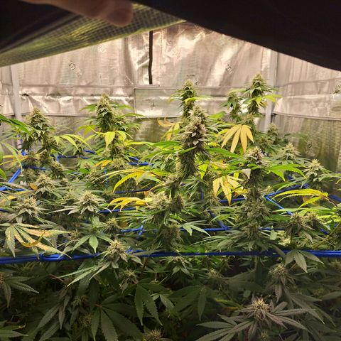 GG#4 (Josey Wales cut) growlog timeline photo
