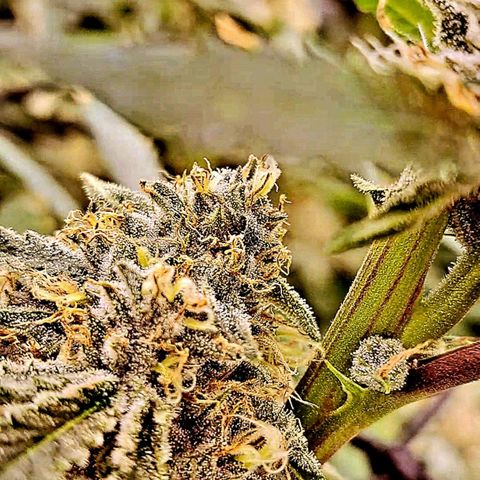 Pupil King #2 growlog timeline photo