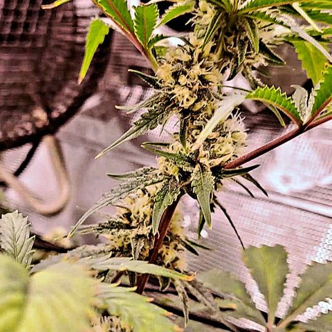 Star Pupil x Vanilla Sunbreath  growlog timeline photo