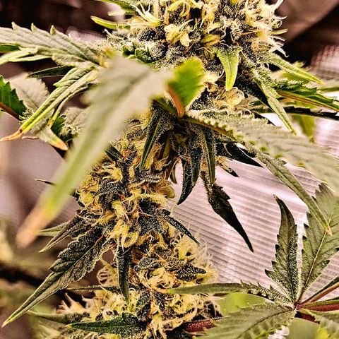 Star Pupil x Vanilla Sunbreath  growlog timeline photo