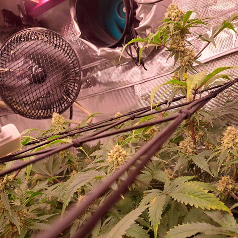 Star Pupil x Vanilla Sunbreath  growlog timeline photo