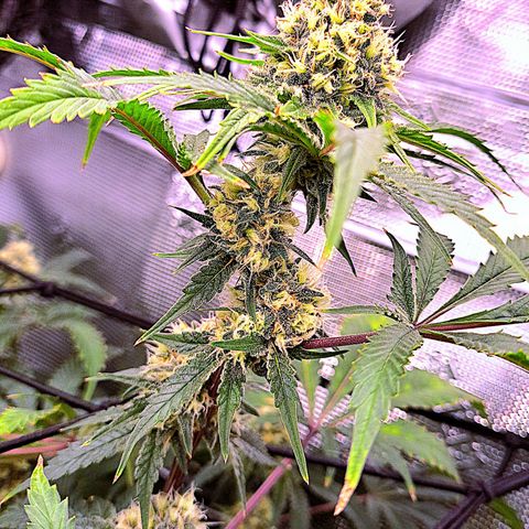 Star Pupil x Vanilla Sunbreath  growlog timeline photo