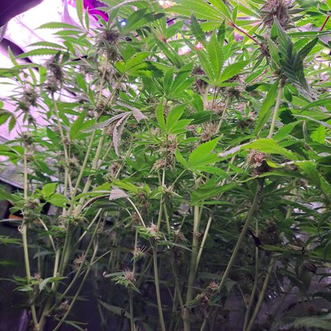 Pupil King #2 growlog timeline photo