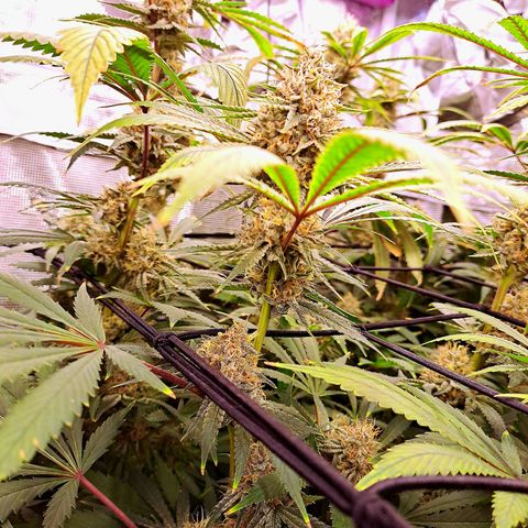 Pupil King #2 growlog timeline photo