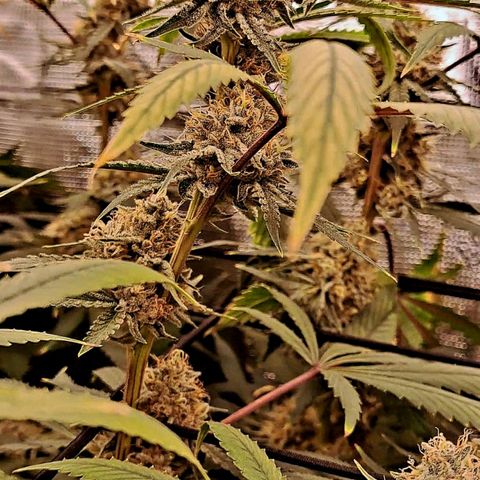 Pupil King #2 growlog timeline photo