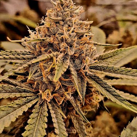 Pupil King #2 growlog timeline photo