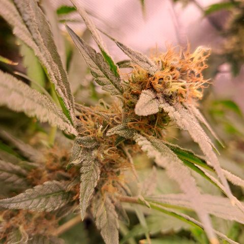 Chocolate Fire growlog timeline photo