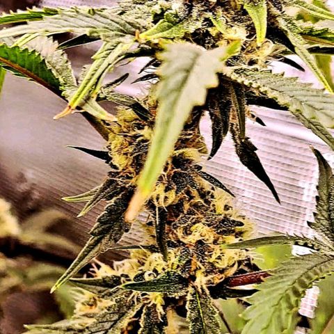 Star Pupil x Vanilla Sunbreath  growlog timeline photo