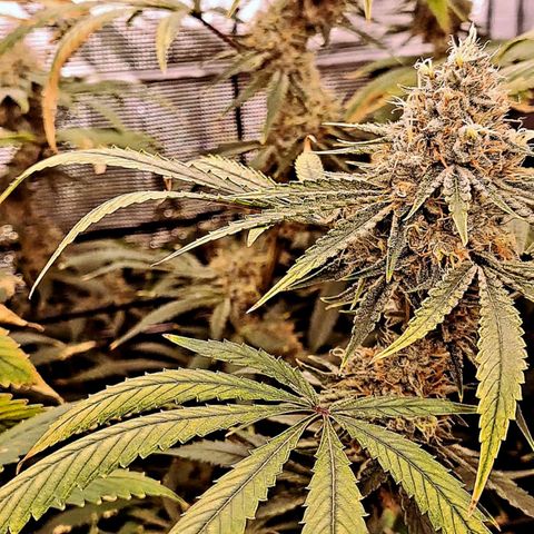Pupil King #2 growlog timeline photo