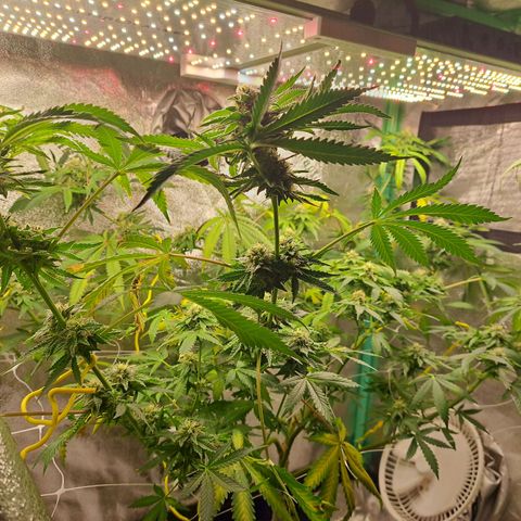 Pink Banana Trufflez growlog timeline photo
