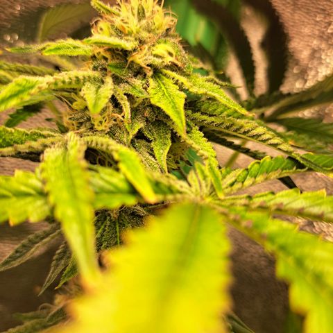 Pink Banana Trufflez growlog timeline photo