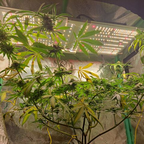 Pink Banana Trufflez growlog timeline photo