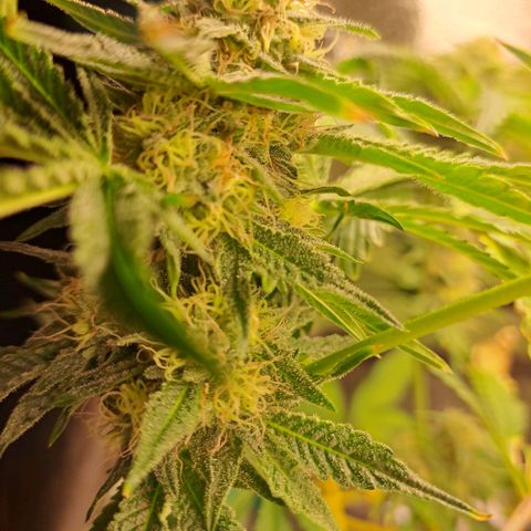 Pink Banana Trufflez growlog timeline photo