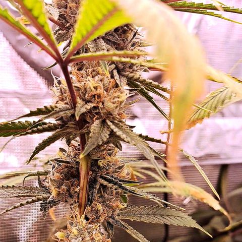 Pupil King #2 growlog timeline photo