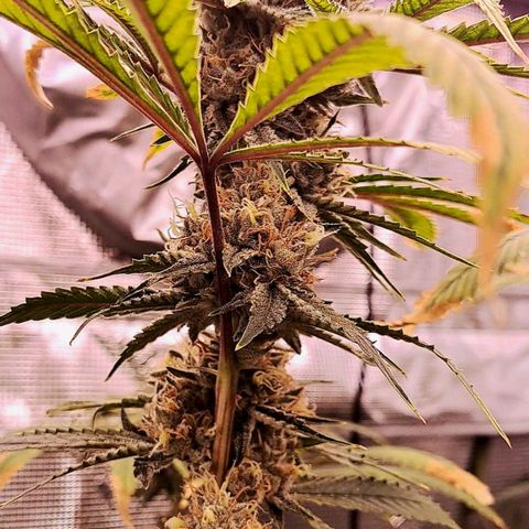 Pupil King #2 growlog timeline photo