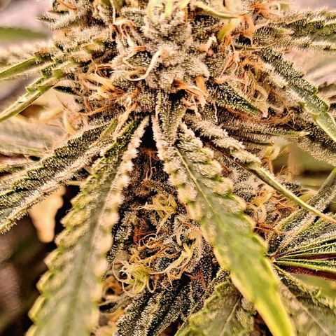 Pupil King #2 growlog timeline photo