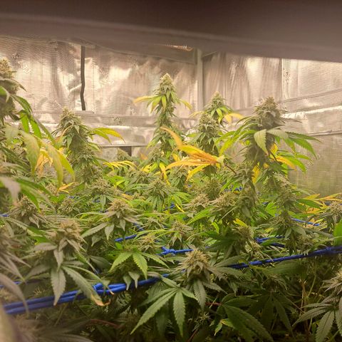 GG#4 (Josey Wales cut) growlog timeline photo
