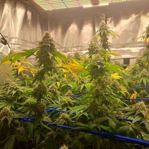 GG#4 (Josey Wales cut) growlog timeline photo