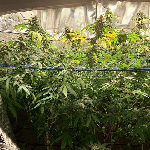 GG#4 (Josey Wales cut) growlog timeline photo