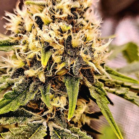 Star Pupil x Vanilla Sunbreath  growlog timeline photo