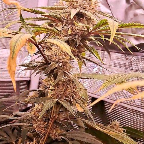 Pupil King #2 growlog timeline photo