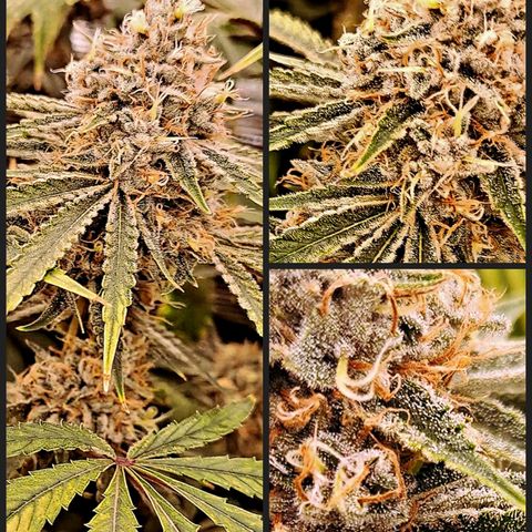 Pupil King #2 growlog timeline photo