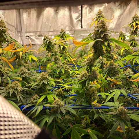 GG#4 (Josey Wales cut) growlog timeline photo